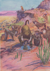 Baboons